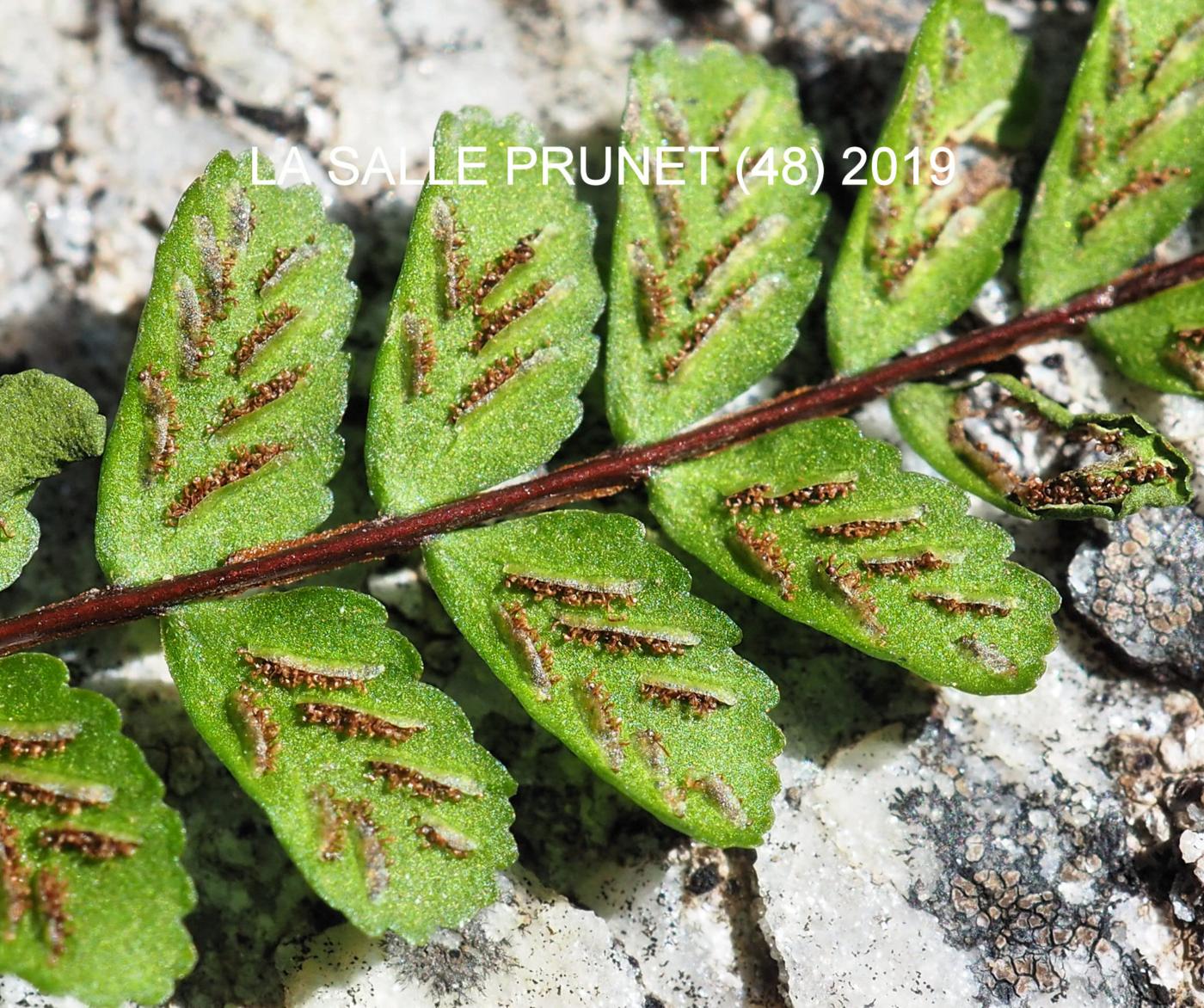 Spleenwort, Maidenhair fruit